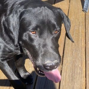 Meet your Posher, Alex